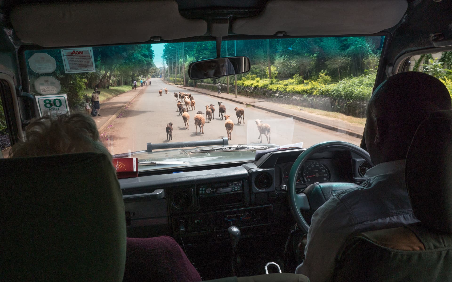 View from a safari vehicle as a flock of sheep crosses a tree-lined road in Kenya