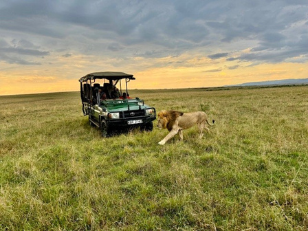 Wildlife on safari in the Maasai Mara